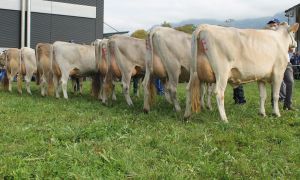 151009ViehschauSarnen 035